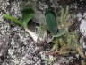 Dendrobium speciosum-2.jpg